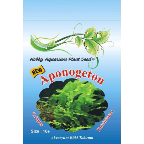 Aponogeton crispus (Bakımı Kolay) 1 Pkt Tohum  (15 Ad Tohum)