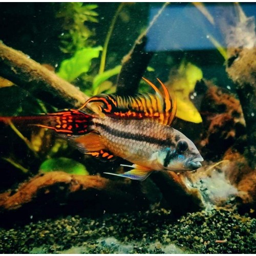 Cüce Ciklet  Apistogramma Kakadu 2 Ad 4-5 Cm