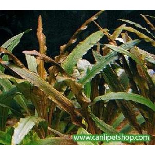 Cryptocoryne albida 1 Kök