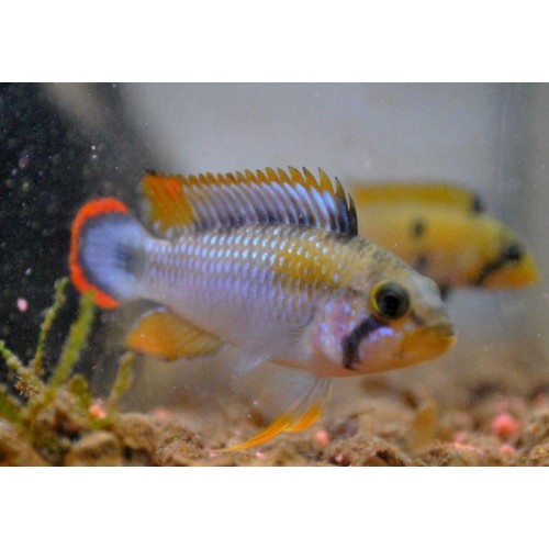 Apistogramma panduro – Pandurini 1 Adet 4-5 Cm