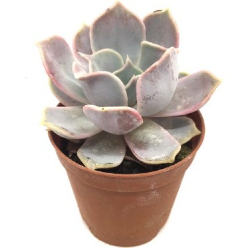 Sukulent, Echeveria Fleur Blanc-Açık Yeşil Gri Renk 1 Saksı
