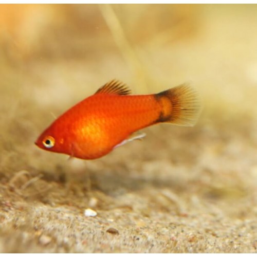 Plati Sunset 3 adet 3-4 Cm (1 Erkek 2 Dişi)