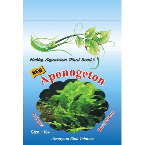HOPS CANLI BİTKİ TOHUMU APONOGETON 