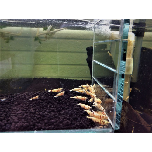 V-Fancy Red Tiger karides 1 adet 1-2 CM