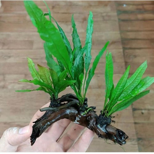 Kütüğe Tutturulmuş Java Fern 5 Yaprak