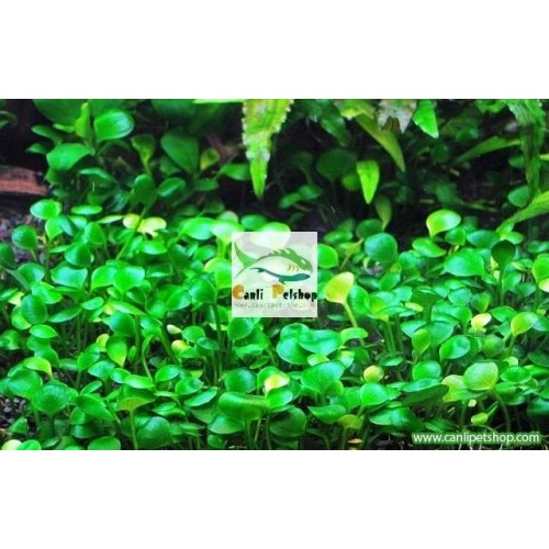 Marsilea hirsuta 1 Kub