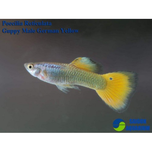 Lepistes Germany Yellow 1 Adet Erkek 3-5 Cm