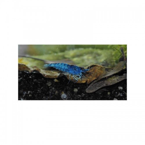 Mavi Melek Karides 5 Ad 1-2 Cm Anaç