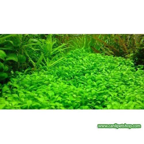 Glossostigma 1 buket 