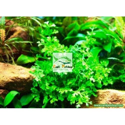 Bolbitis heteroclita difformis 1 kök