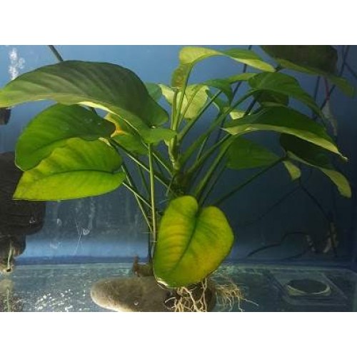 Anubias Barteri Broad Leaf DEV  17-18 Yaprak