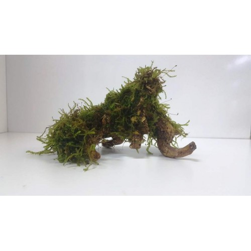 Moss sarılı Dekoratif Dal 15 cm (kökün kendi resmi) 