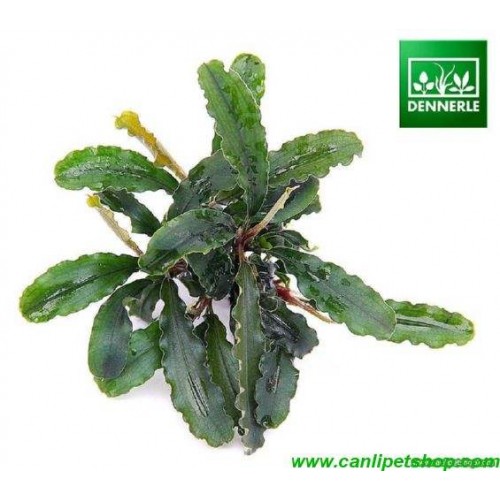 Bucephalandra Green Wavy 1 Saksı