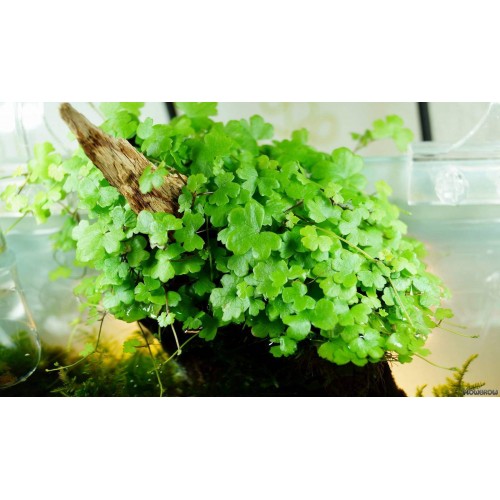 Hydrocotyle tripartita Zemin Bitkisi 1 Saksı