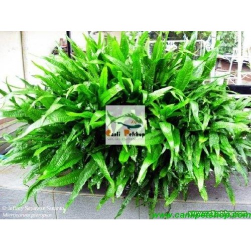 Java Fern 5 Yaprak