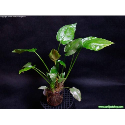Cryptocoryne pontederiifolia 1 Kök 4-6 Cm