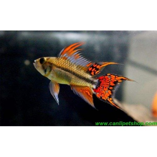 Cüce Ciklet  Apistogramma Kakadu 2 Ad 4-5 Cm