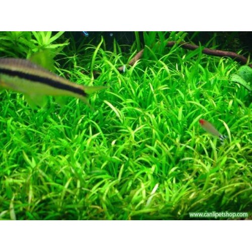 Echinodorus Tenellus  Zemin Bitkisi 1 Saksı