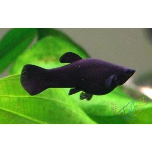 Plati Siyah 1 Adet 3-4 Cm