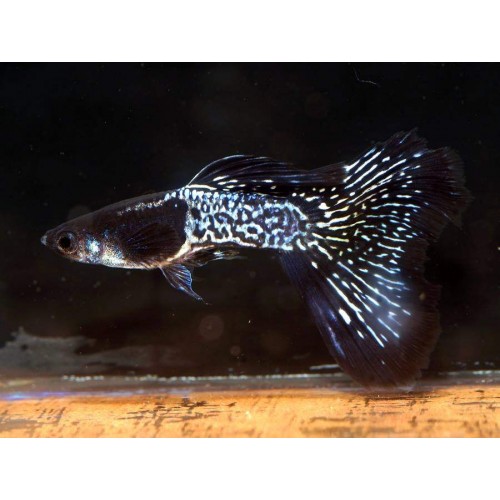 Lepistes Metalik Black Lace 1 Ad Dişi 3-4 Cm