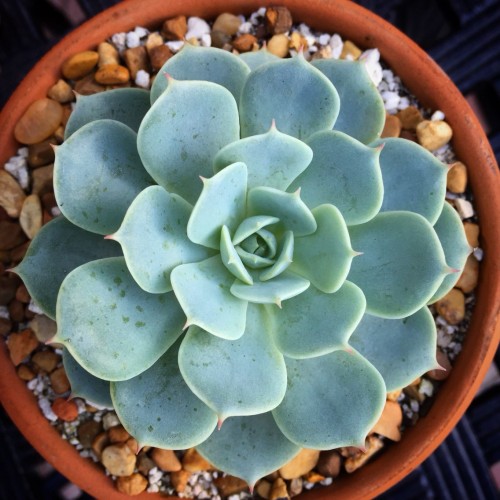 Sukulent, Echeveria Fleur Blanc-Açık Yeşil Gri Renk 1 Saksı