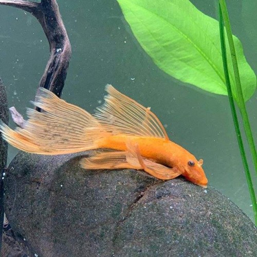 Vatoz Cüce Süper Red TÜL 3-4 cm 1 Ad 