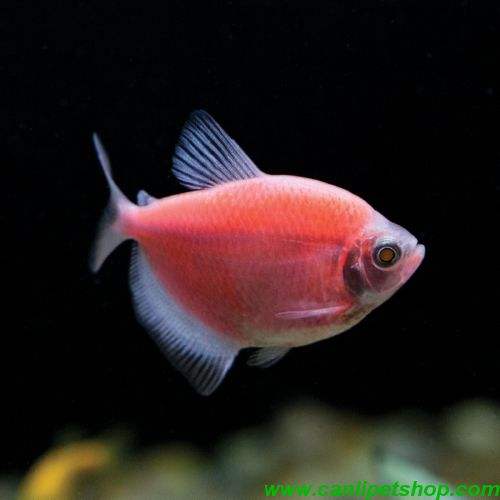 Tetra  Transgenic  1 Adet 4-5 Cm Pembe