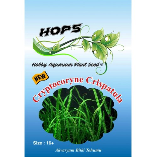 HOPS CANLI BİTKİ TOHUMU CRİSPATULA