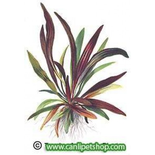 Echinodorus Rubin 1 Ad