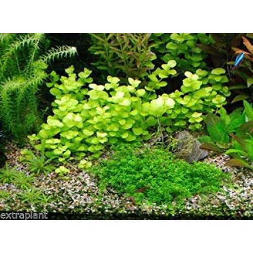 Lysimachia nummularia 5 kök