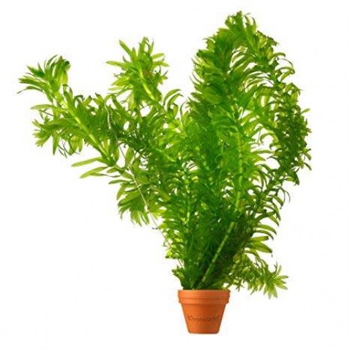 Elodea Densa(Egeria) 1 Saksı