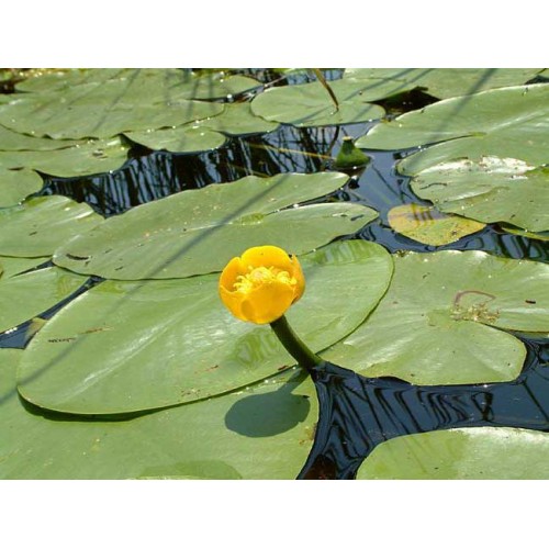 Nilüfer Nuphar Japonica Akvaryum Gölet Ve Havuz Bitkisi Beyaz Çiçekli Nymphaea Lotus Soğan