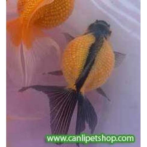Japon Balığı İnci Gövde Oranda Kırmızı-Siyah 1 Adet 5-7 Cm