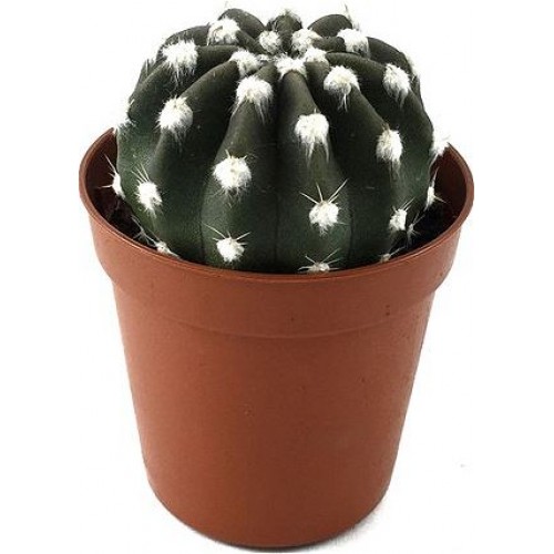 Echinopsis subdenudata kaktüs