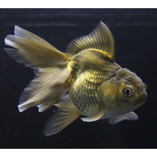 Japon Balığı Oranda Yeşil  Anaç 1 Adet 5-6 Cm A KALİTE