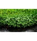 Dichondra Repens 10 x 10 cm -Tavsiye Bitki - Bakımı Kolay