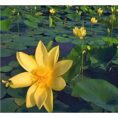 Nilüfer Nuphar Japonica Akvaryum Gölet Ve Havuz Bitkisi Beyaz Çiçekli Nymphaea Lotus Soğan