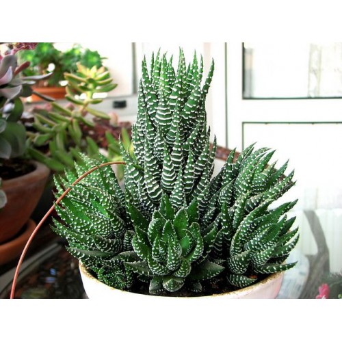 kaktüs Haworthia reinwardtii( zebra kaktüs) 1 saksı