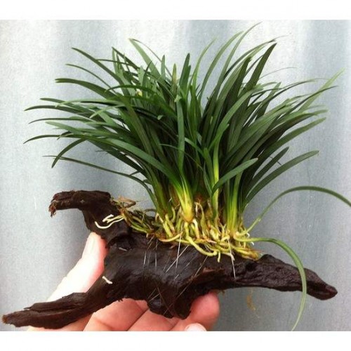 Ophiopogon japonicus Cüce Saz Mango Kütügüne Tutturulmuş Minima 5 kök (Mango Kök Boy : 20 CM civarı)