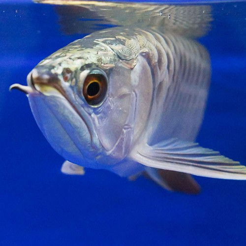 Sipariş Gümüş Arowana balığı 15-25 Cm