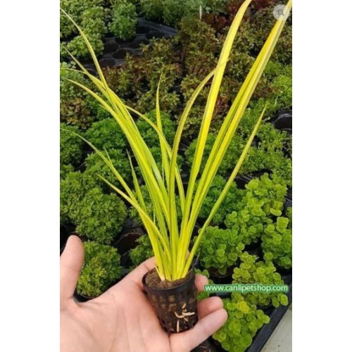 Acorus gramineus 1 Saksı