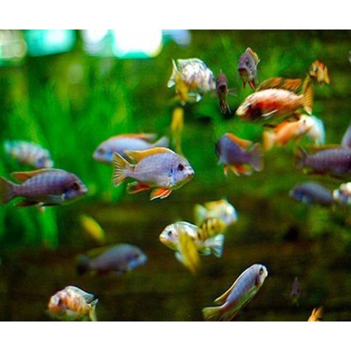 KARIŞIK CİKLET PAKETİ 4 Ad 6-8 CM **YENİ ÜRÜN**