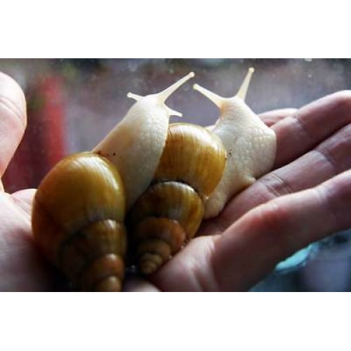 Dev Afrika Salyangozu ( Fulica Albino ) 1 Adet nohut boyu
