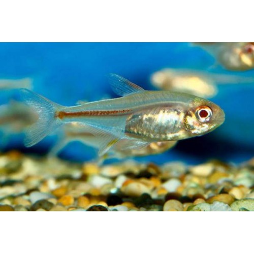 Tetra Günışığı Albino ( Albino Glowlight Tetra ) Sürü Balığı 5 Ad 3-4 Cm