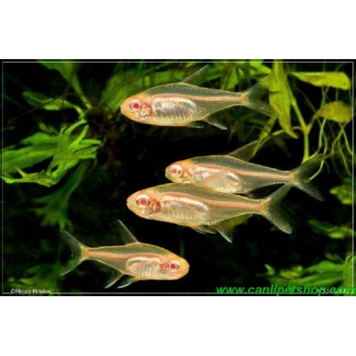Tetra Günışığı Albino ( Albino Glowlight Tetra ) Sürü Balığı 5 Ad 3-4 Cm