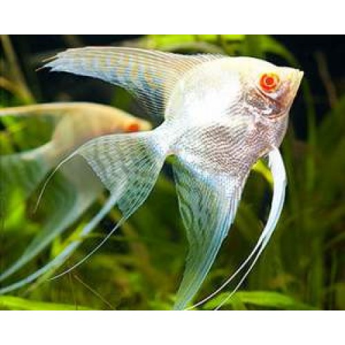 Melek FULL WHİTE PLATİNİUM 1 adet Damızlık 8-9 Cm