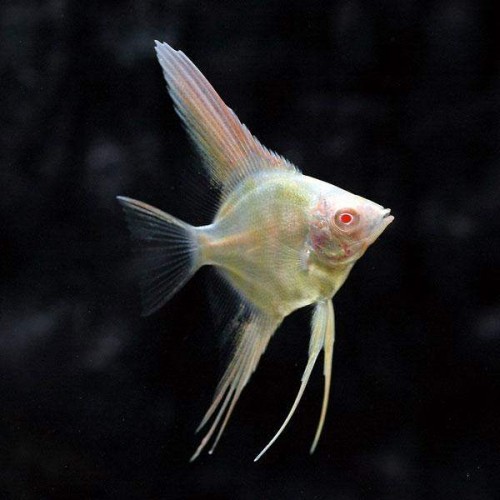 Melek FULL WHİTE PLATİNİUM 1 adet Damızlık 8-9 Cm