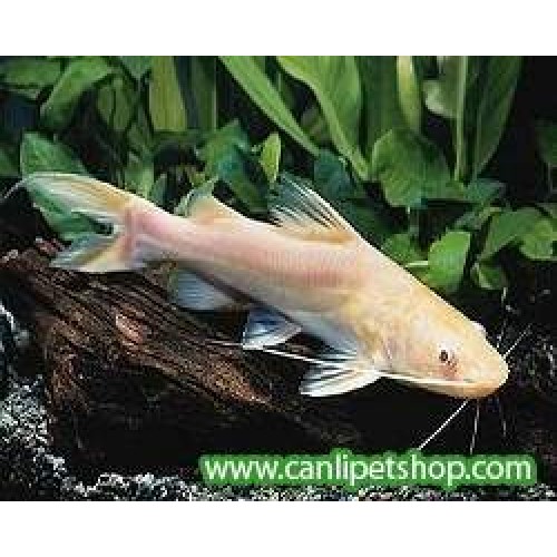 Albino Sun Catfish 1 Adet