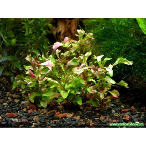 Alternanthera bettzickiana 10 Kök