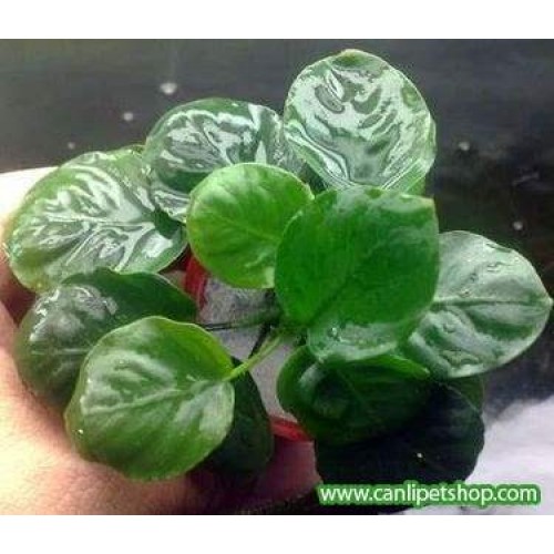 Anubias Barteri "Round Leaves "1 Adet L293